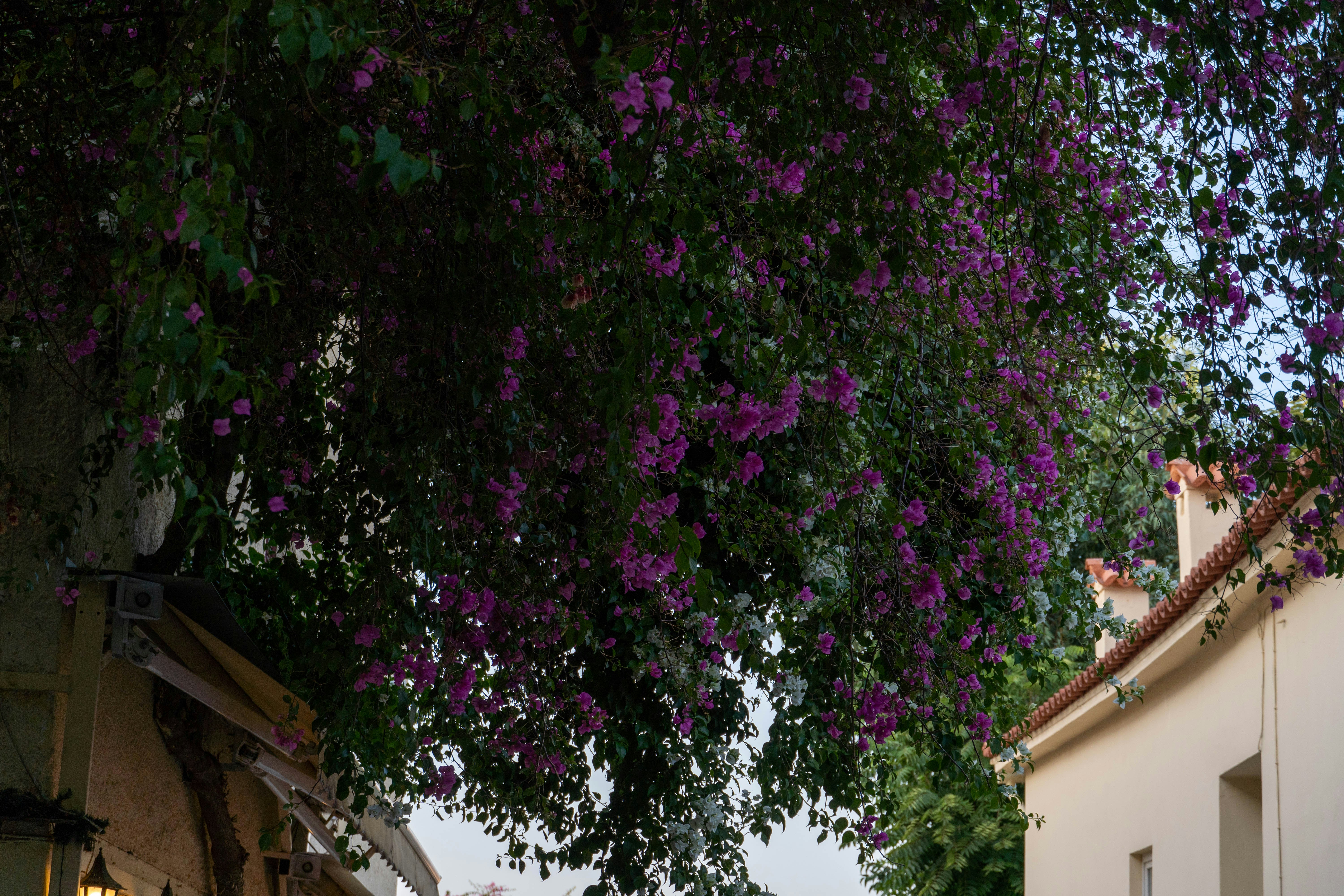 Photo by lostillusion