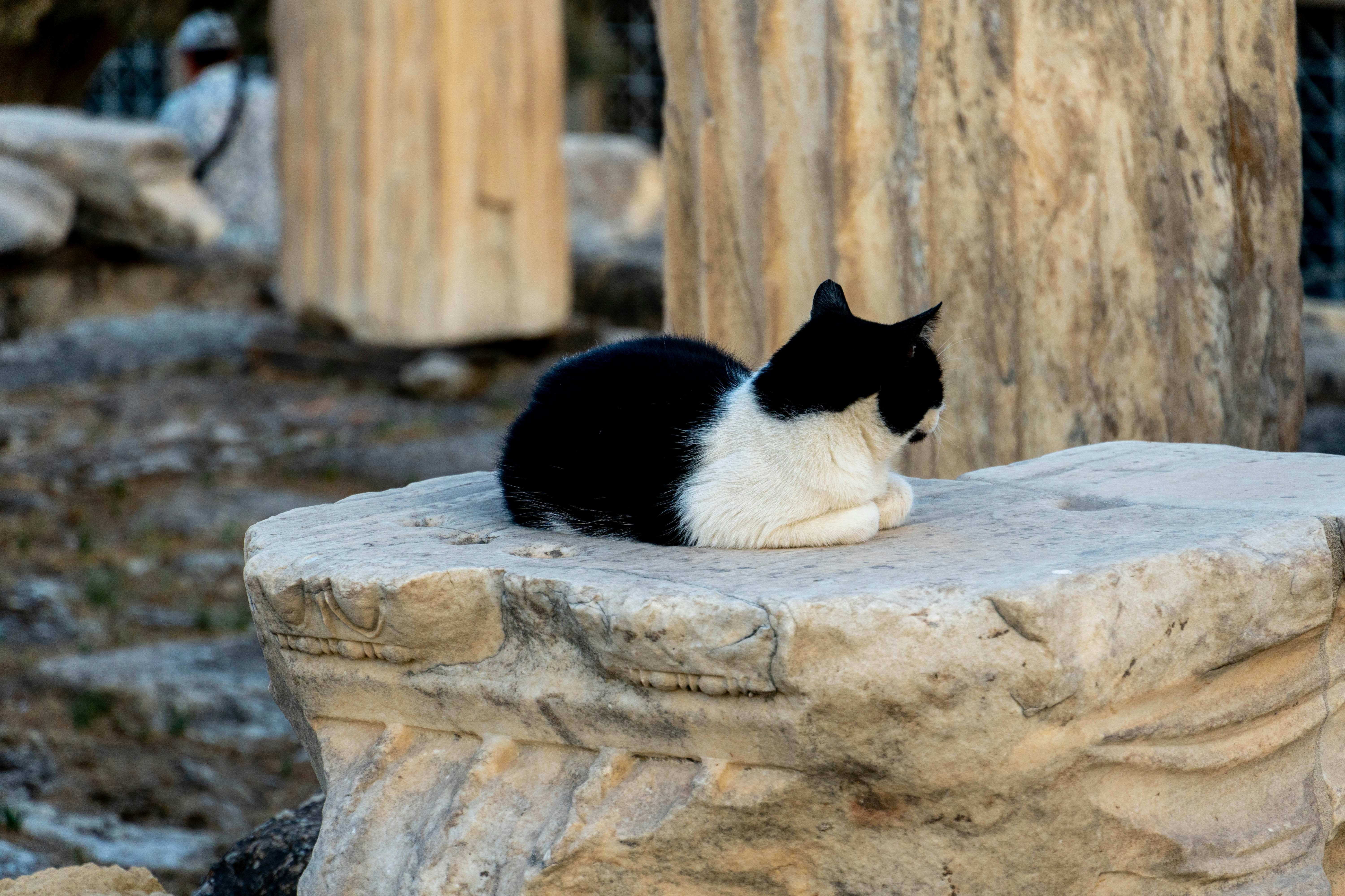 Photo by lostillusion