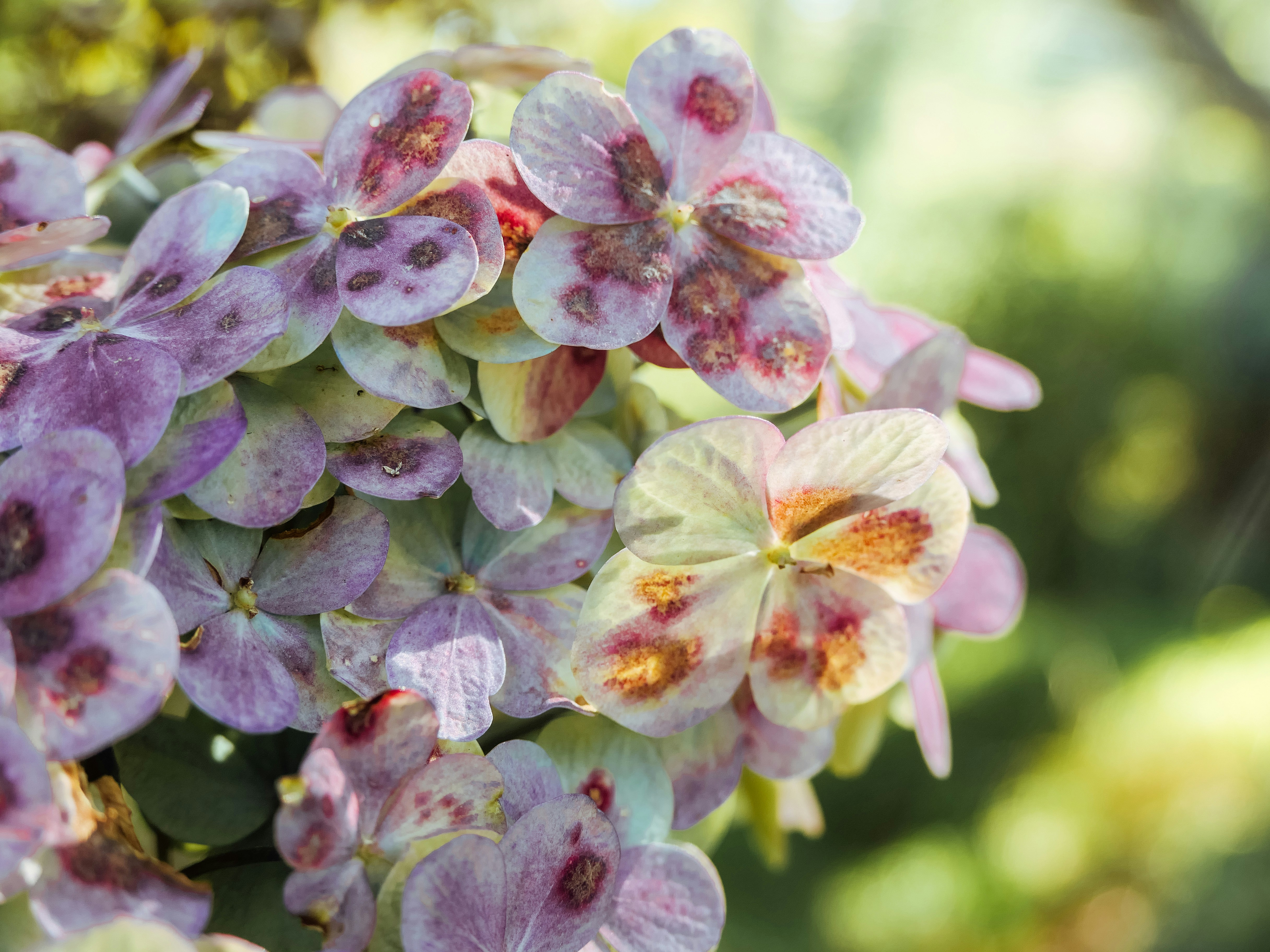 Photo by beauty_van_stam