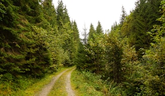 a dirt road in the middle of a forest