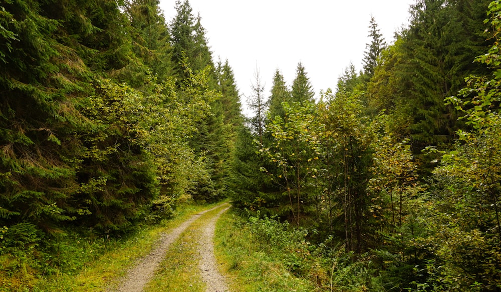 a dirt road in the middle of a forest