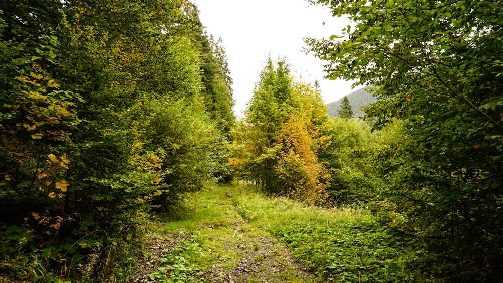 a dirt road surrounded by trees in a forest