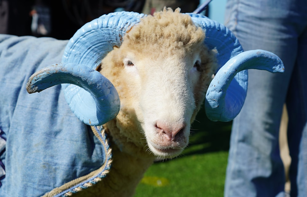 a close up of a sheep with horns on it's head
