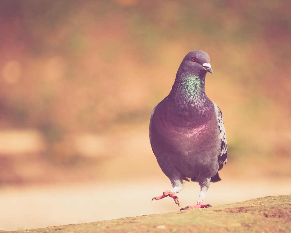 a pigeon standing on a ledge in front of a body of water