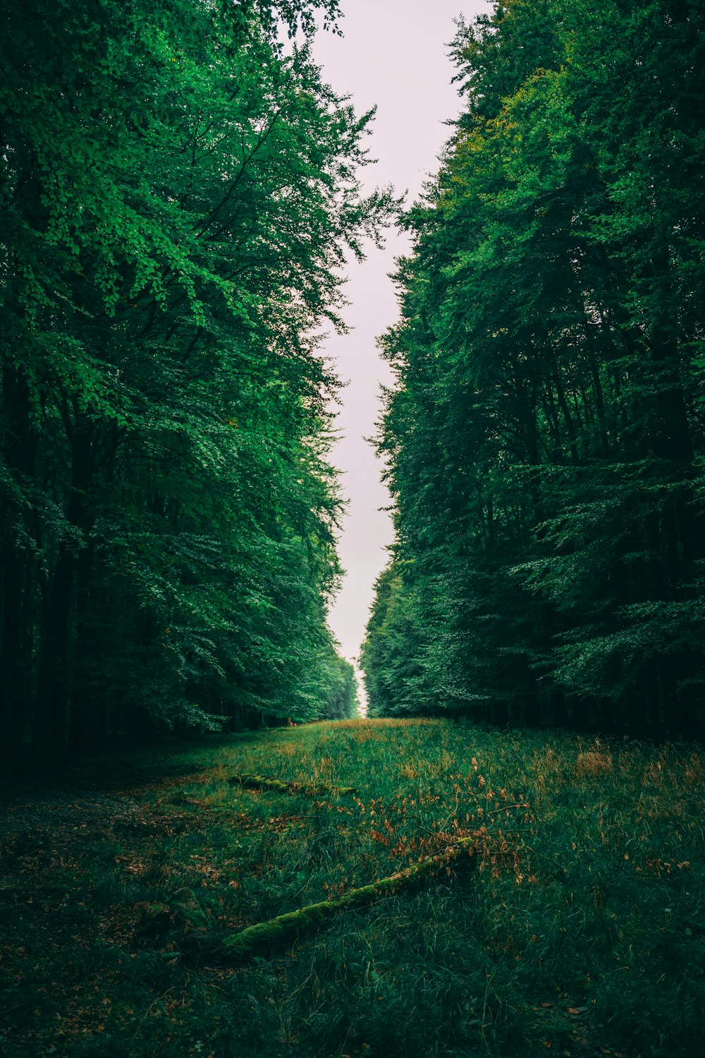 a road in the middle of a forest lined with trees
