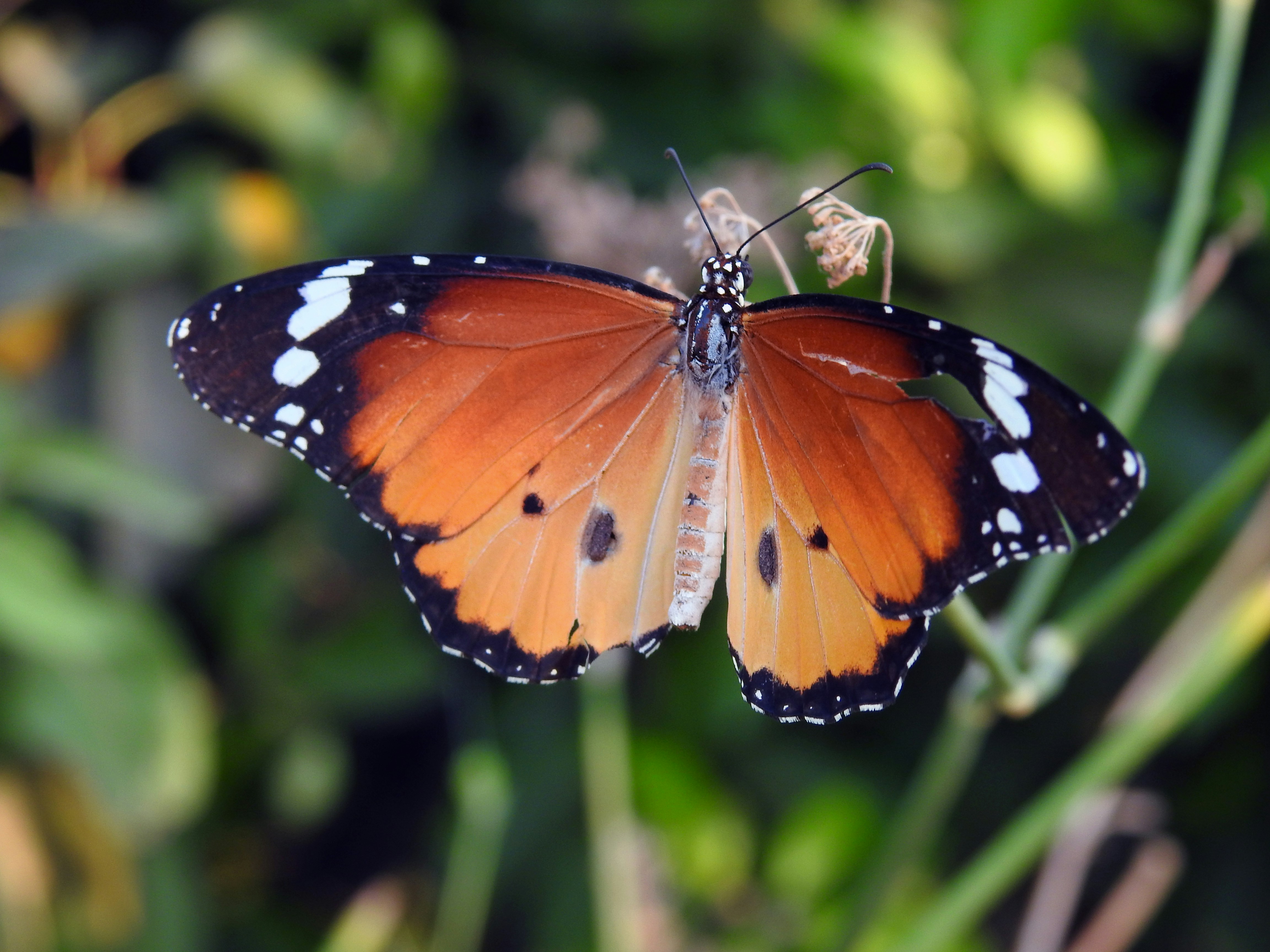 Photo by tamer_soliman