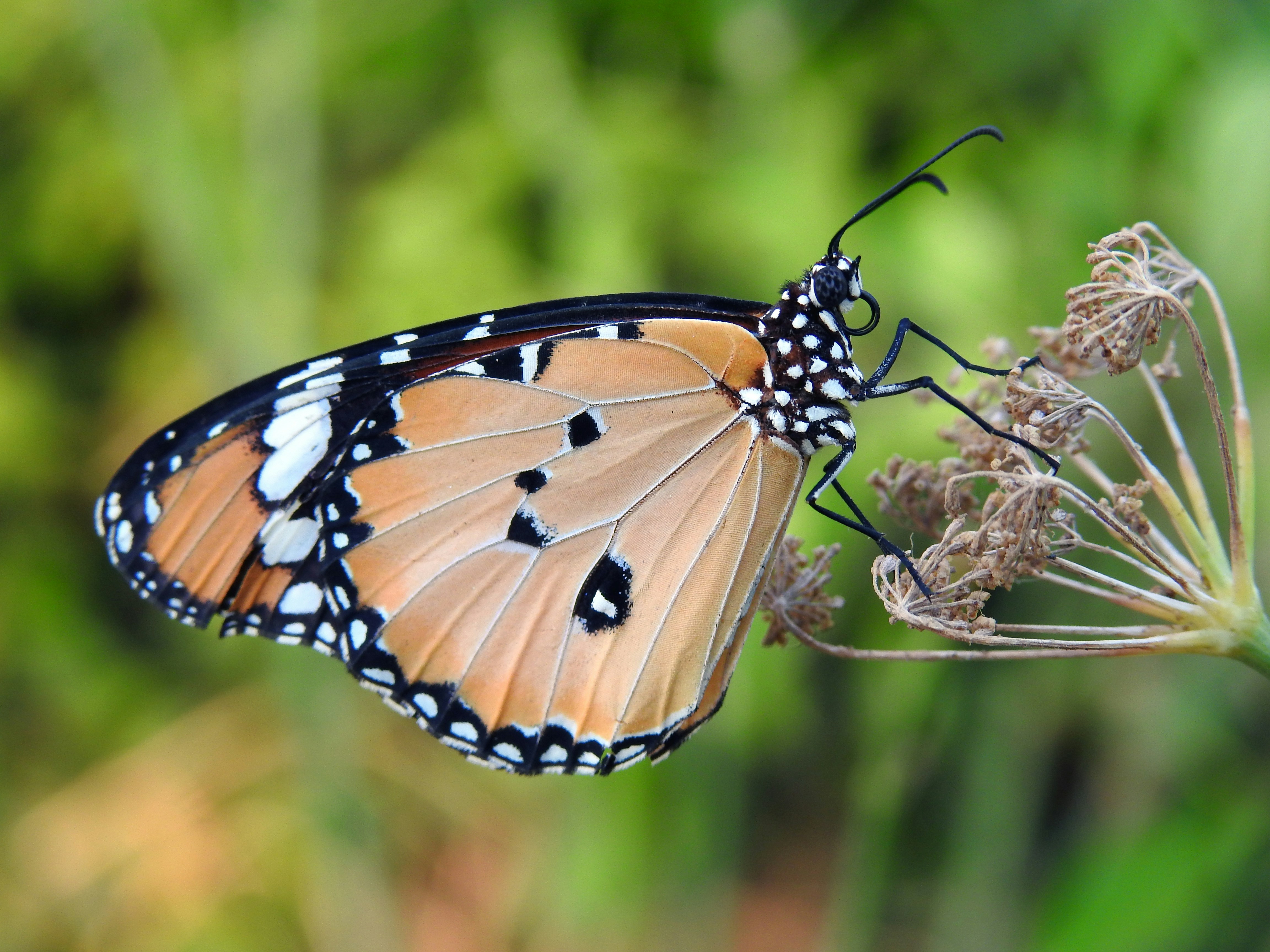 Photo by tamer_soliman