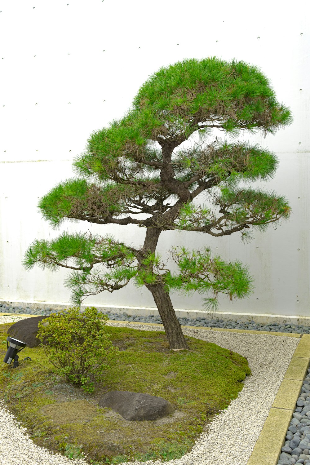a bonsai tree in a rock garden