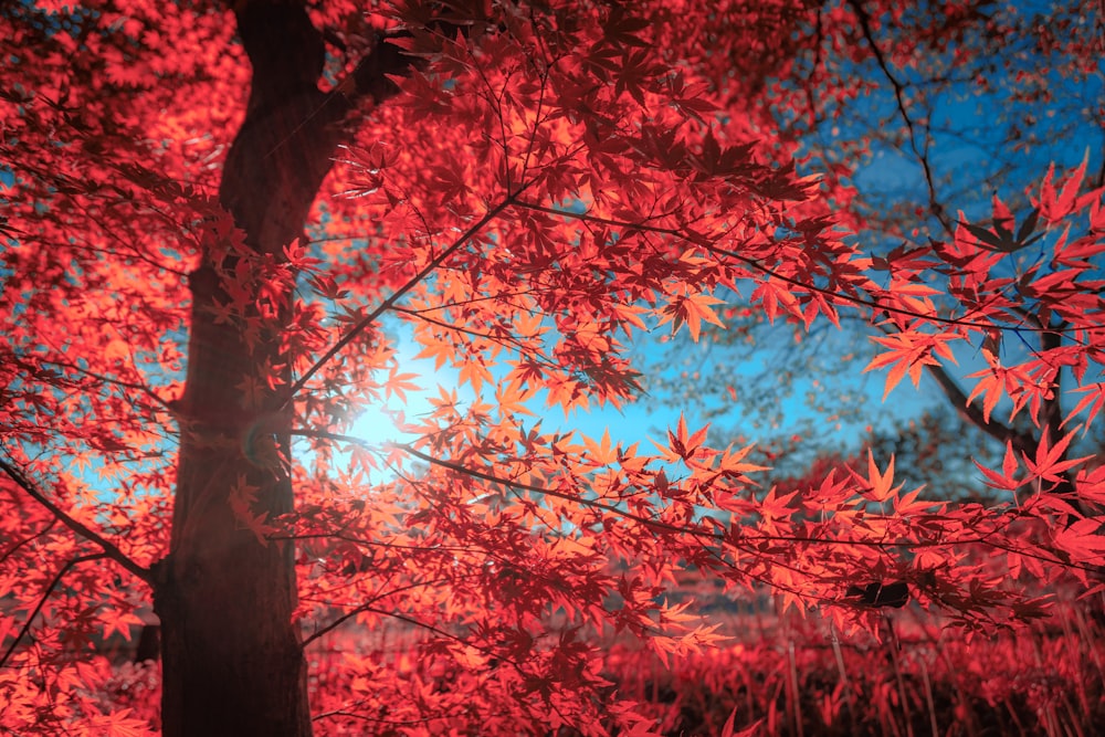 a tree with red leaves and a blue sky in the background