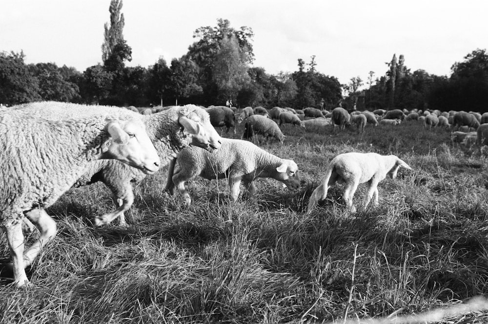 a herd of sheep grazing on a lush green field