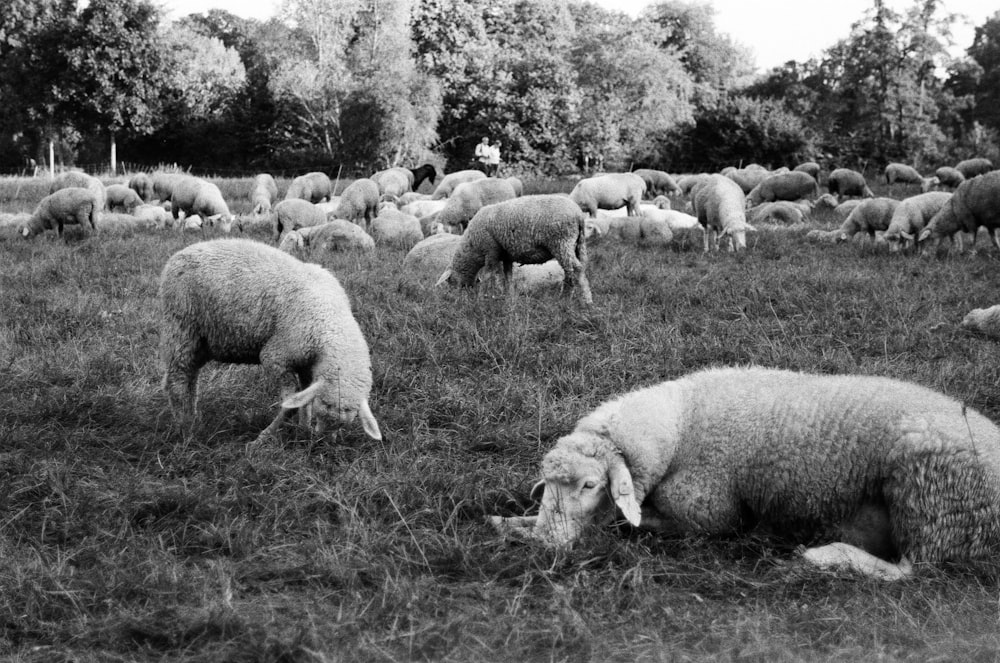緑豊かな野原で放牧する羊の群れ