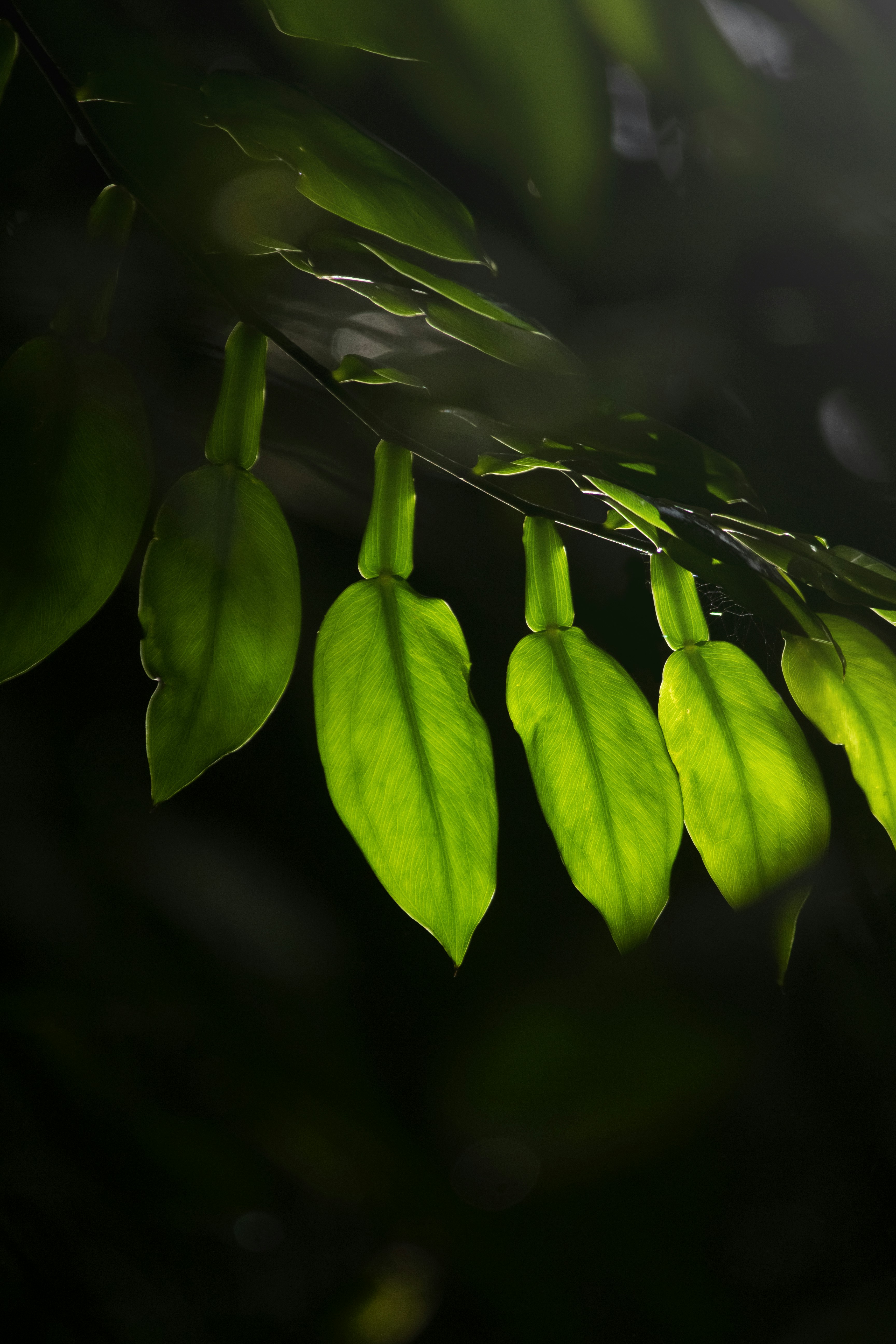 Photo by aniljose1997