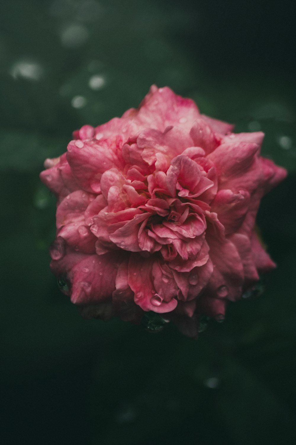 una flor rosa con gotas de agua