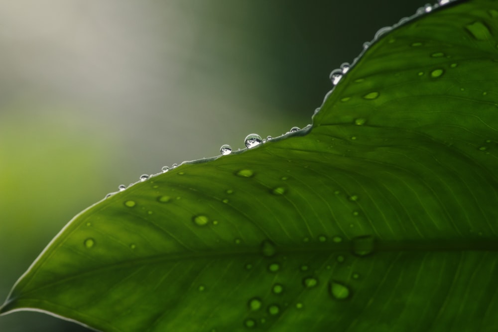 a green leaf with water drops on it