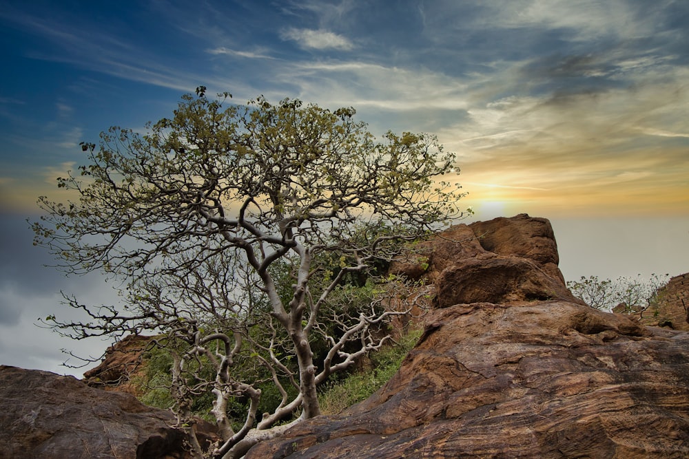 a lone tree grows on a rocky outcropping