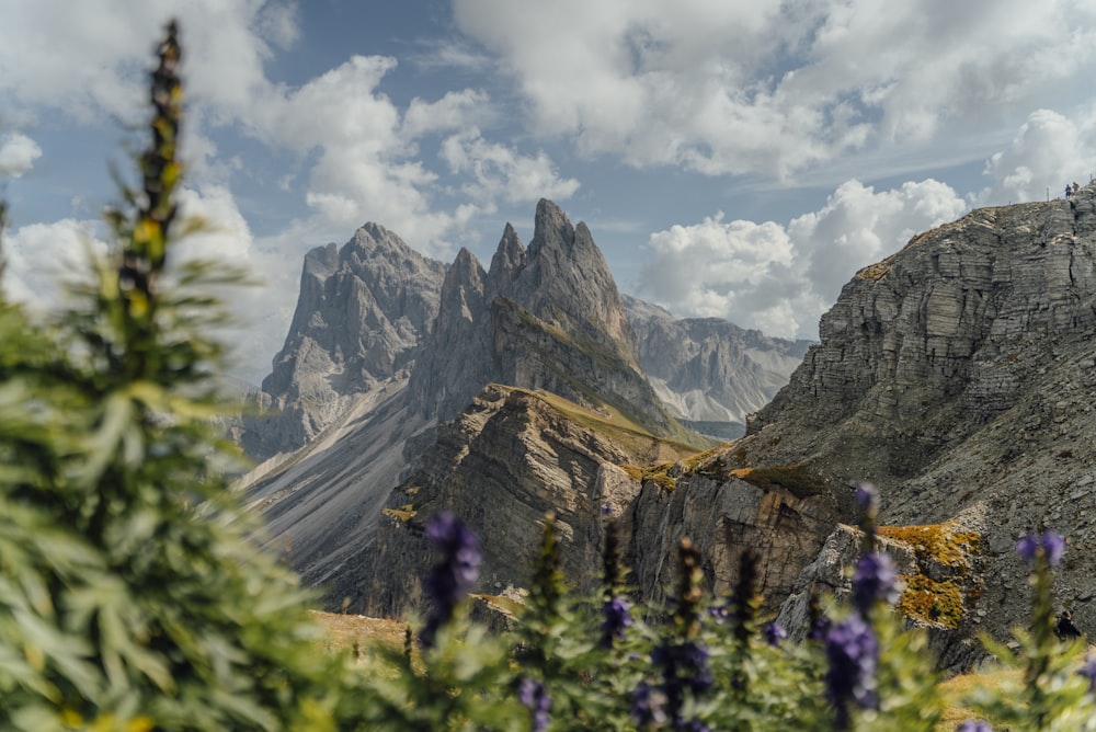 a mountain range with purple flowers in the foreground