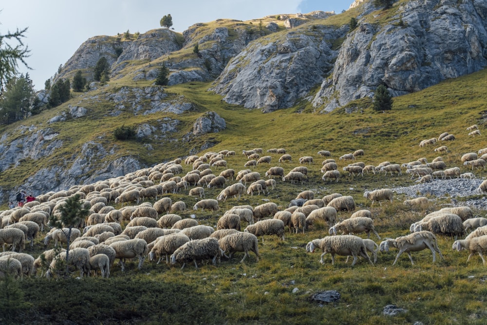 Un gregge di pecore al pascolo su una collina verde lussureggiante