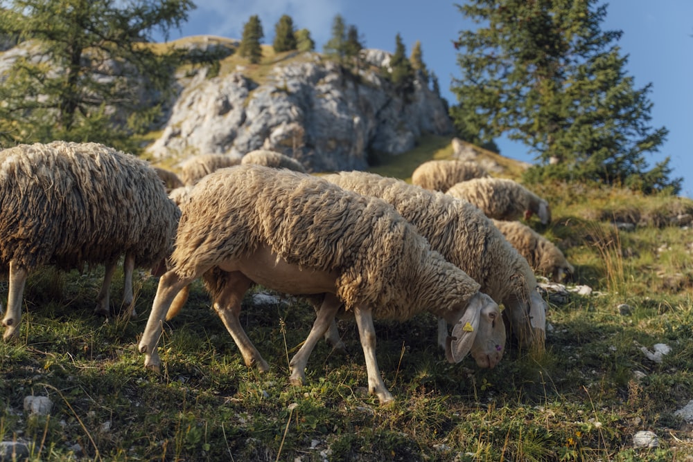 緑豊かな丘の中腹で放牧されている羊の群れ