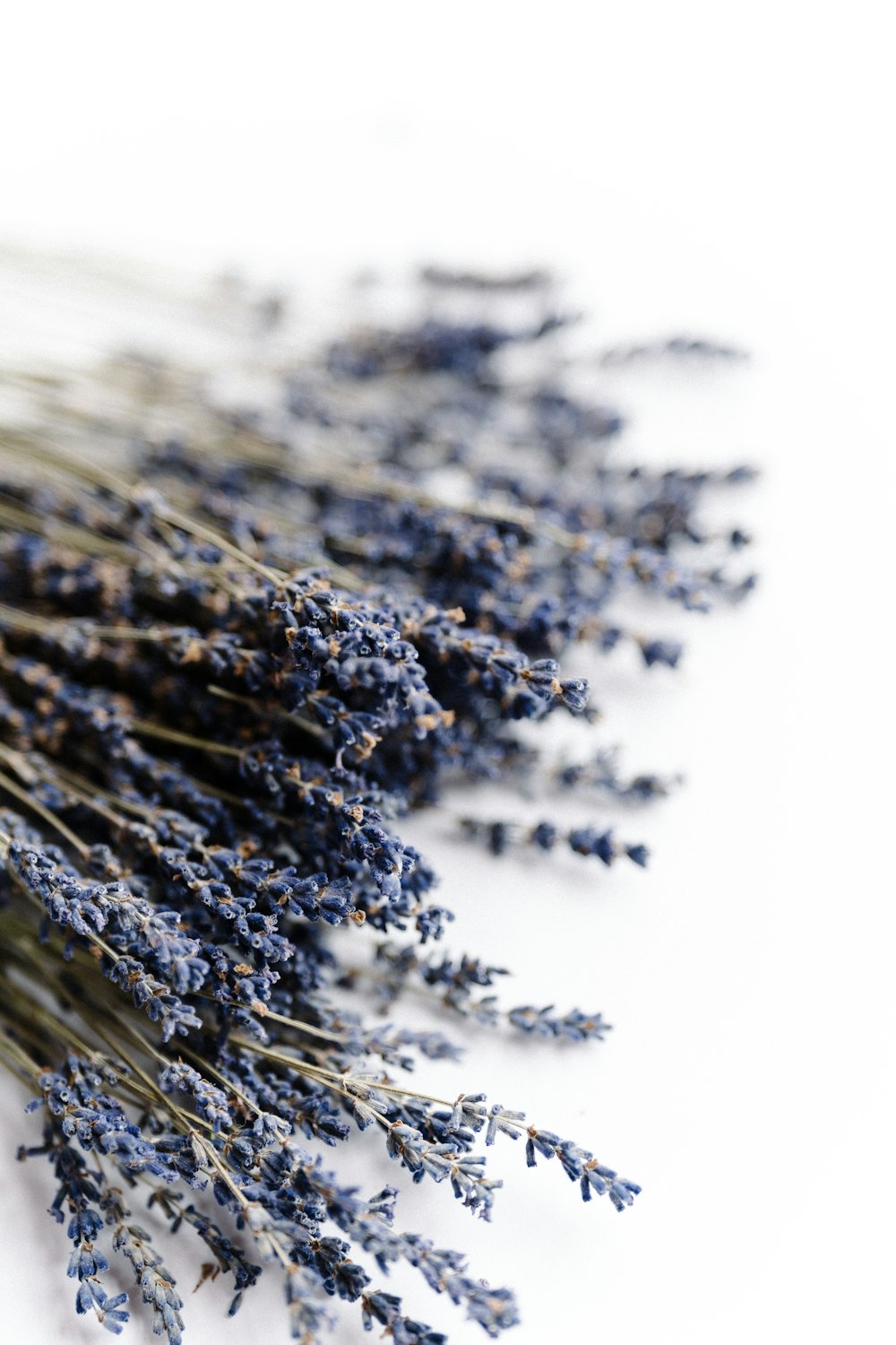 a bunch of lavender flowers on a white surface