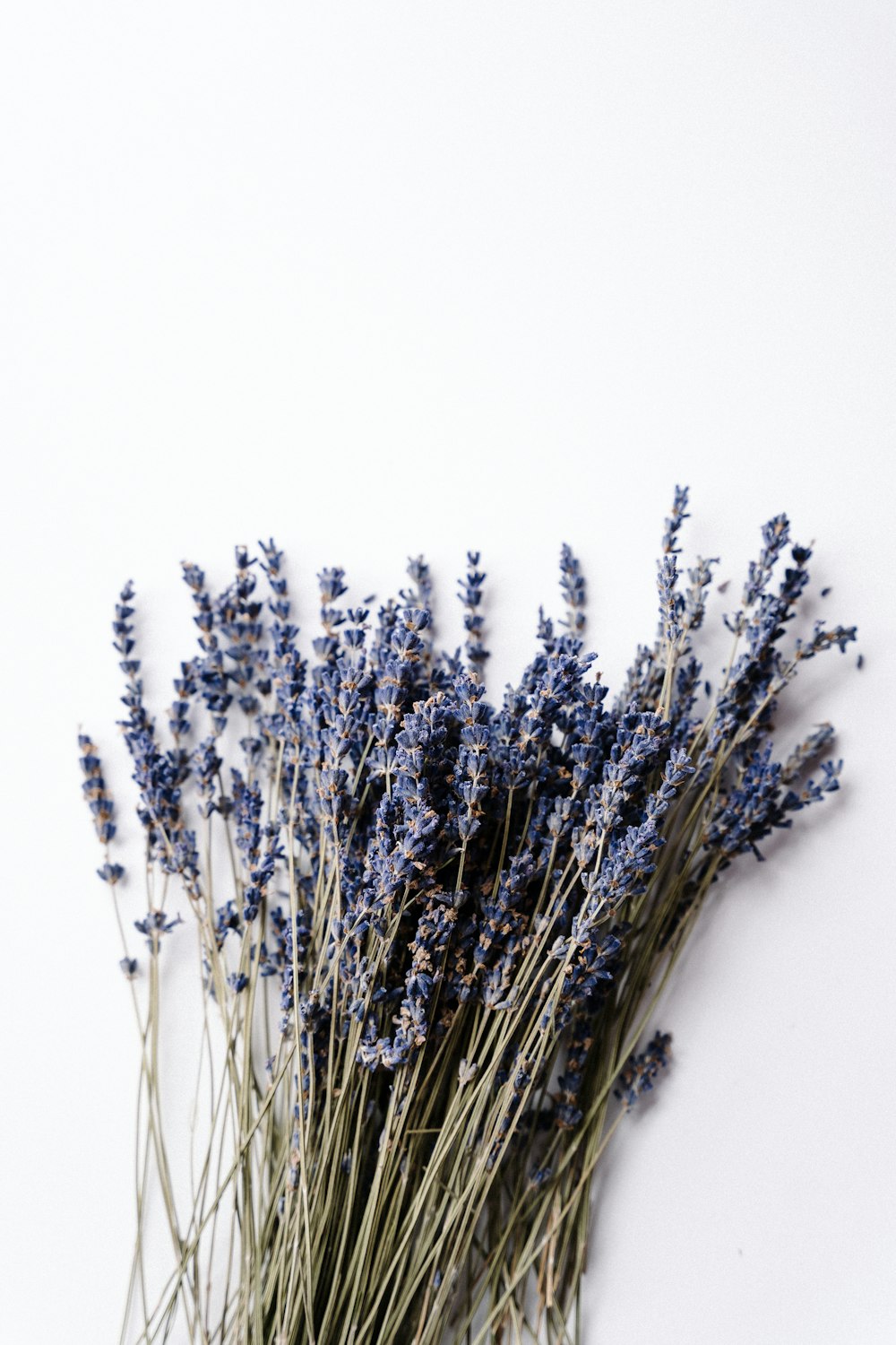 a bunch of lavender flowers on a white background