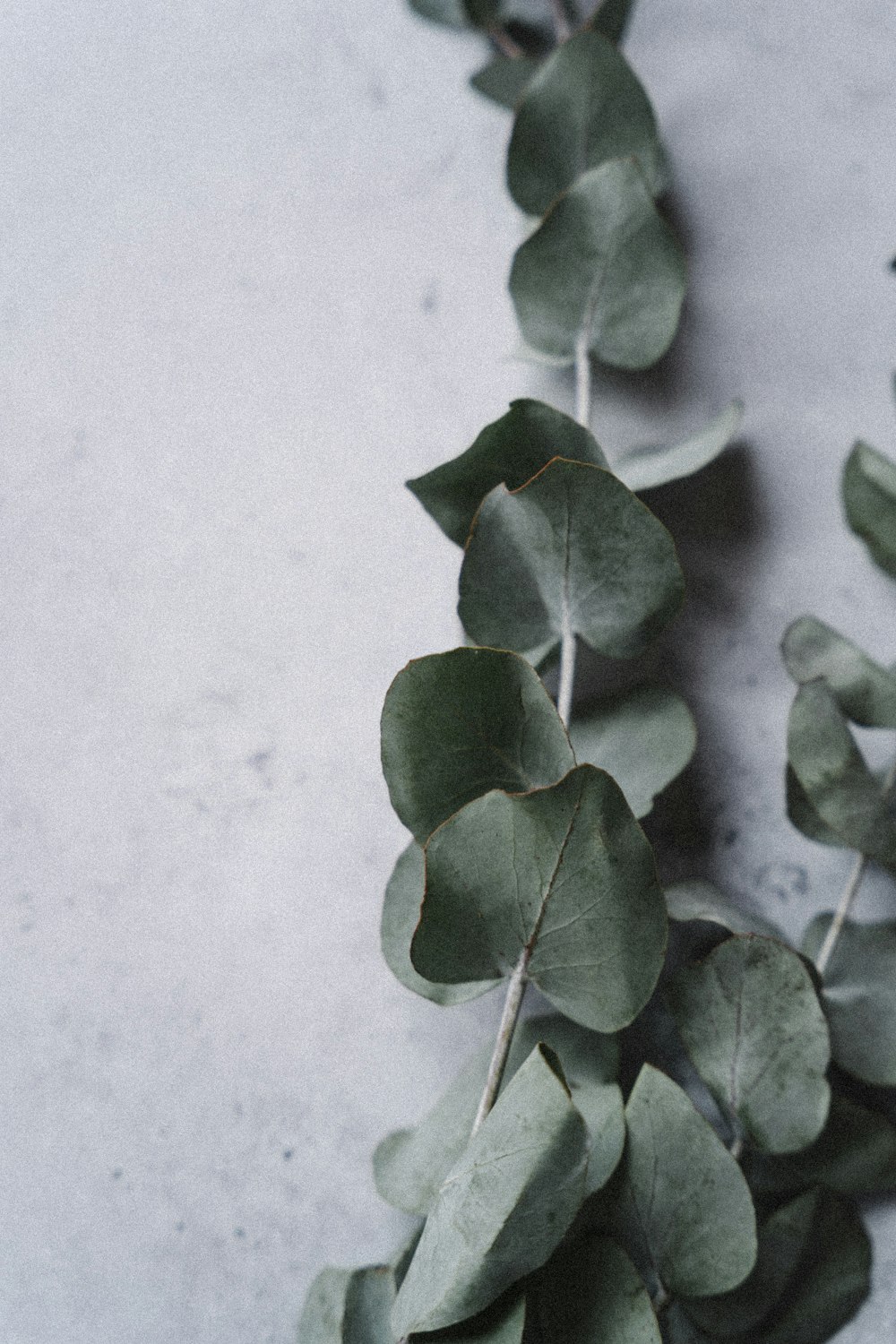 a bunch of green leaves on a white surface