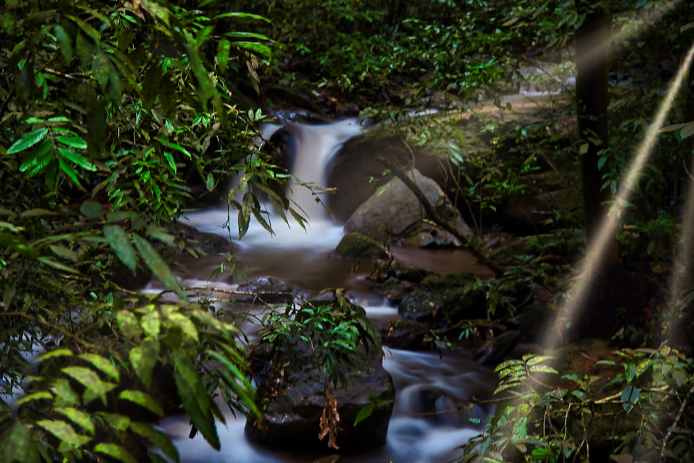 a stream running through a lush green forest