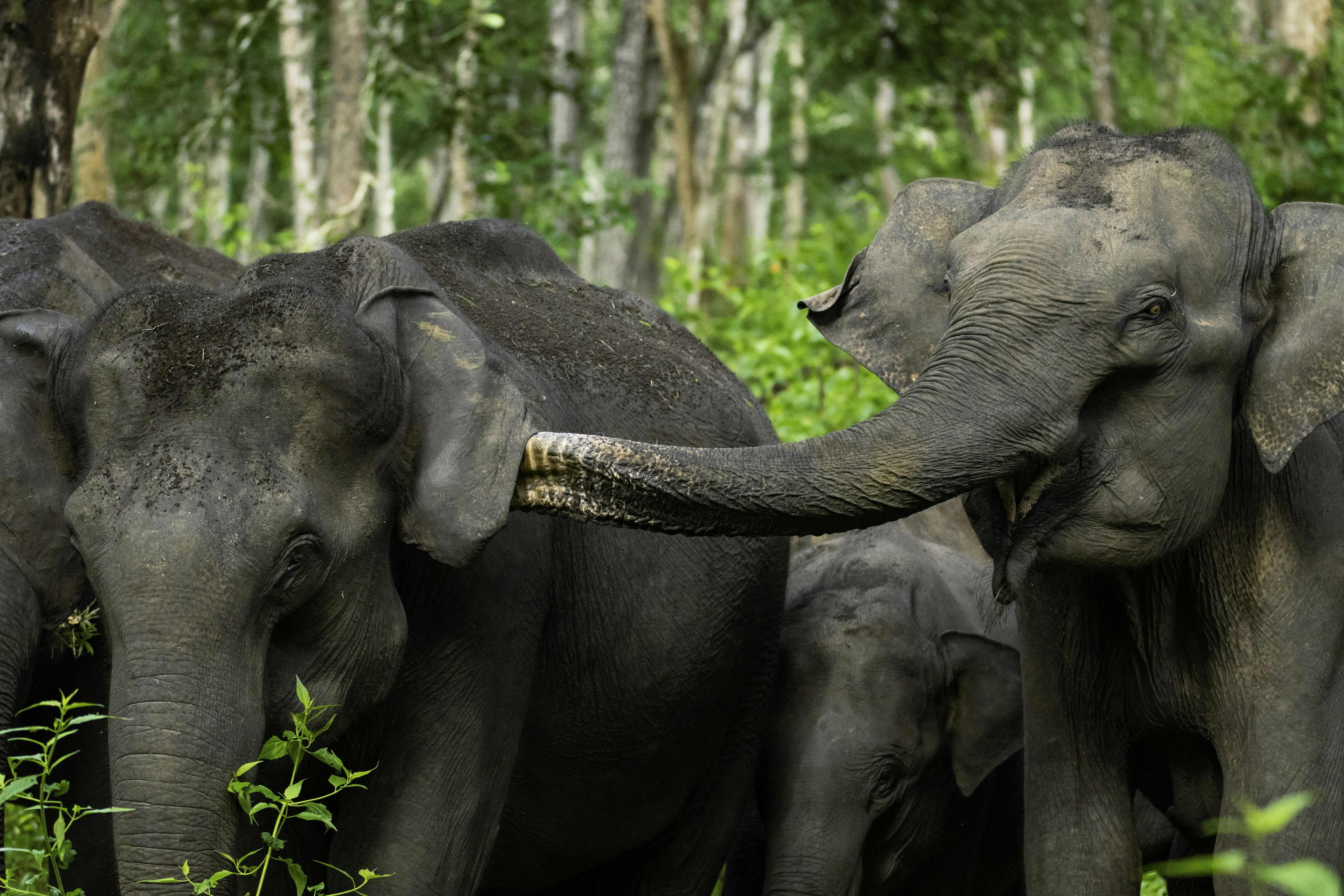 a herd of elephants standing next to each other
