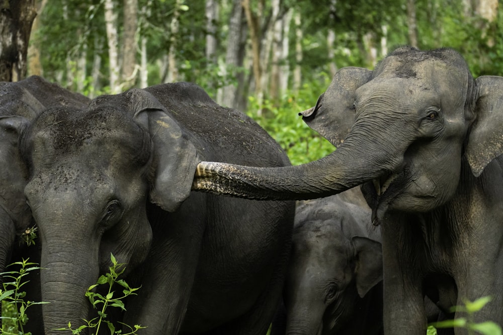 un troupeau d’éléphants debout les uns à côté des autres