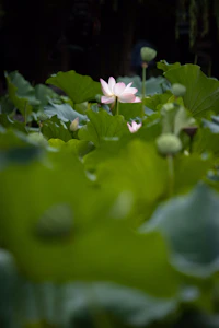a pink flower is in the middle of a green plant