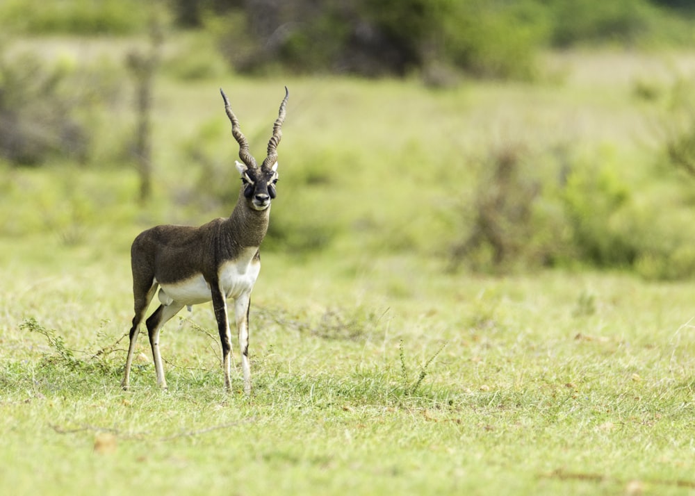 a small antelope standing in a grassy field
