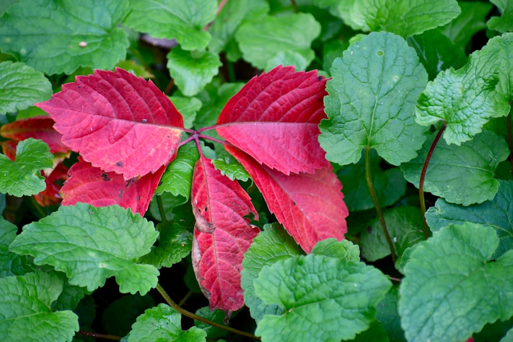 un primer plano de una planta de hoja roja y verde