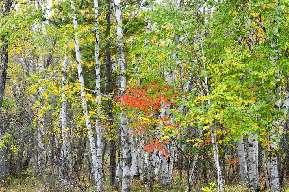 a forest filled with lots of trees covered in leaves