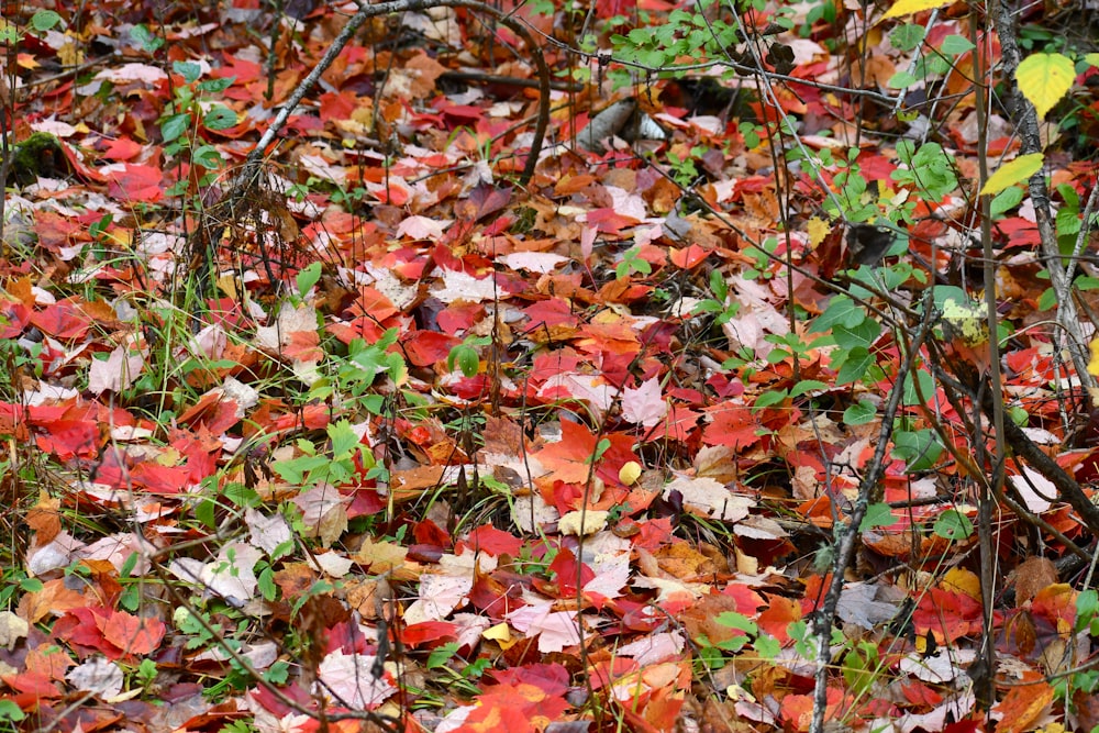 a bunch of leaves that are on the ground