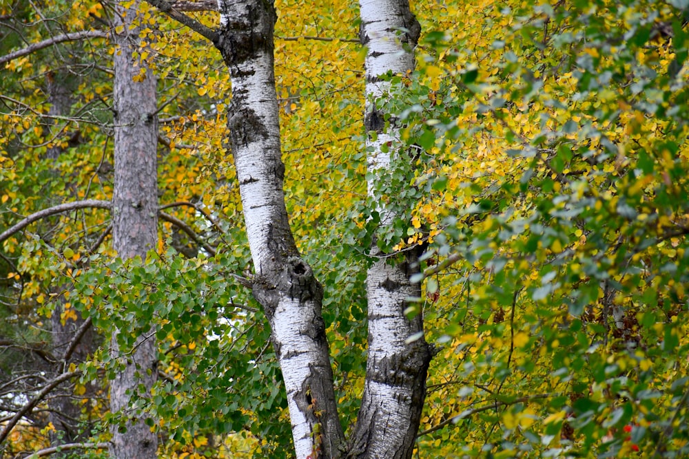 a forest filled with lots of trees covered in leaves