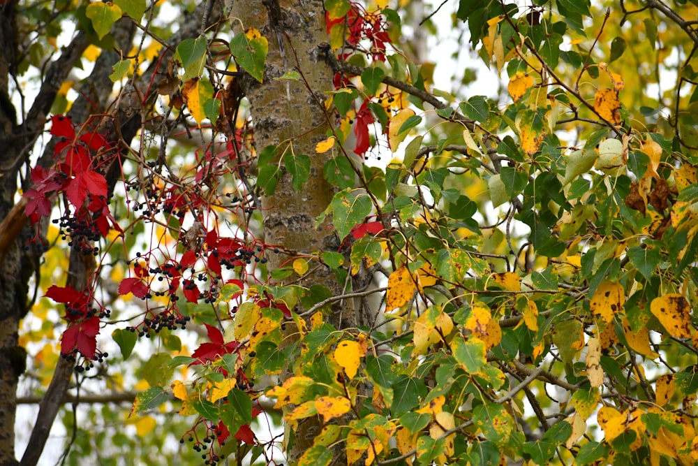 a tree with yellow and red leaves on it