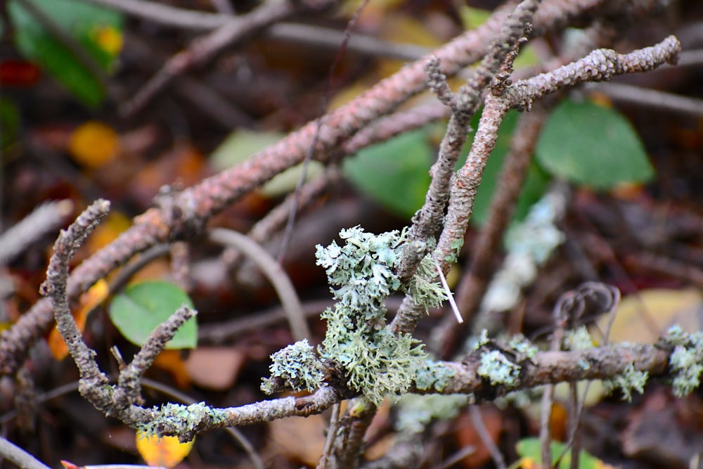 a close up of a tree branch with moss growing on it