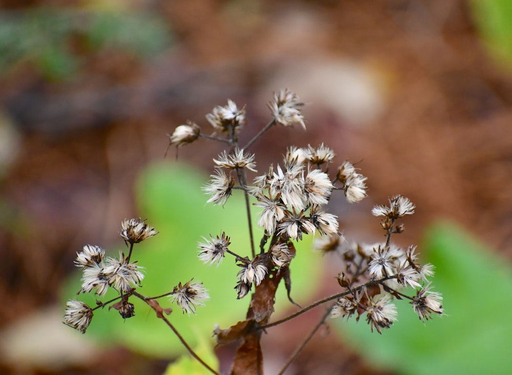 Un primer plano de una pequeña flor blanca