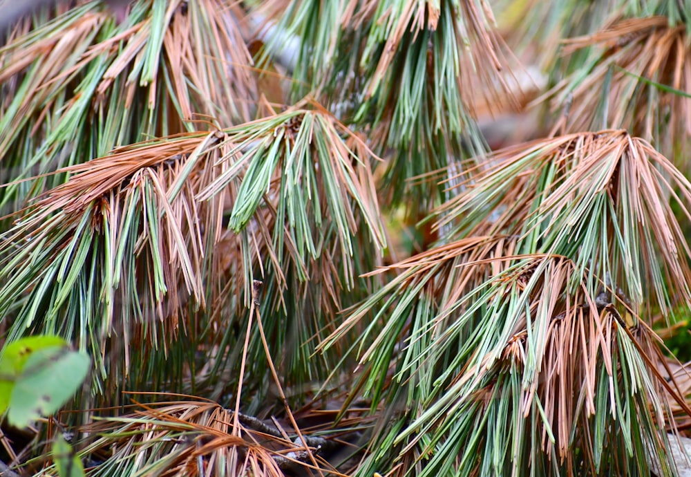 a close up of a small pine tree