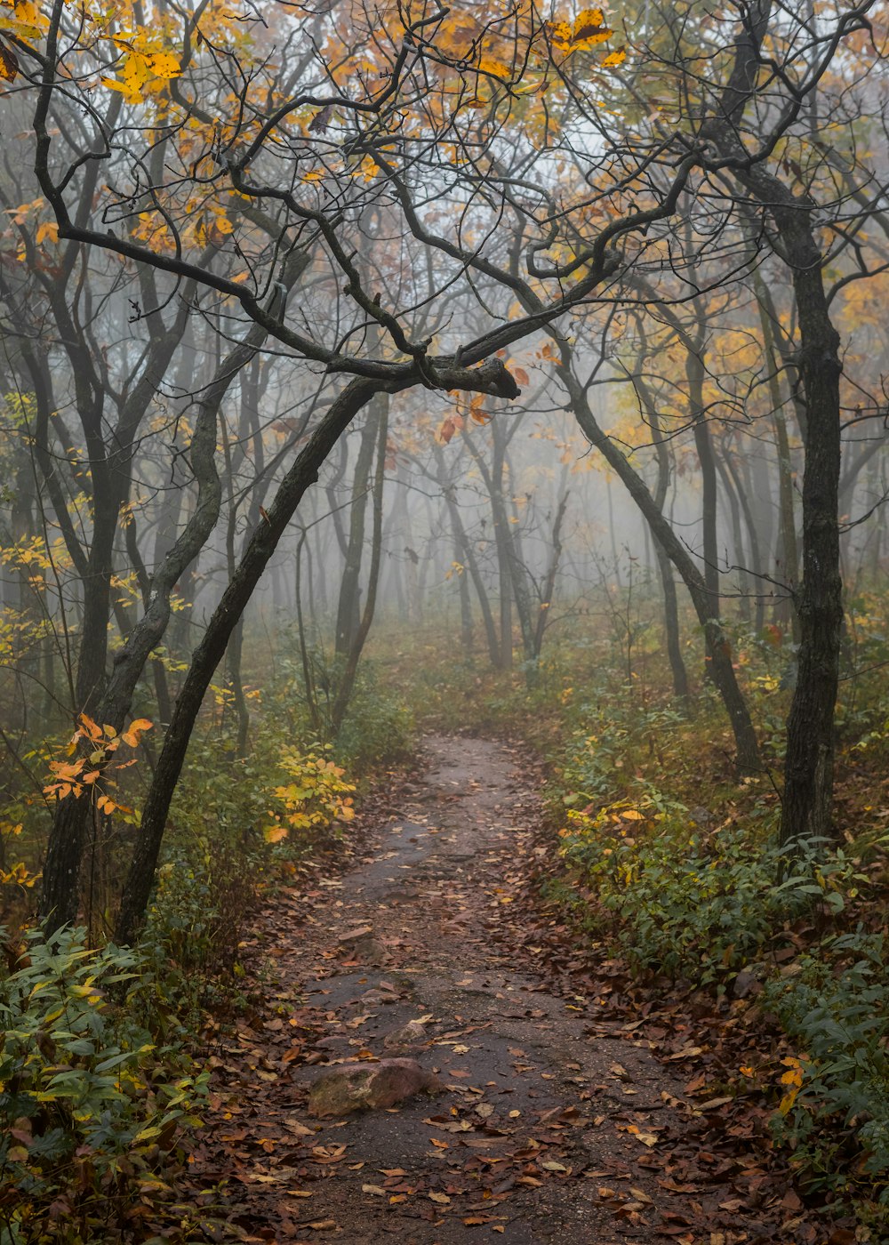 a path through a forest with lots of leaves on the ground