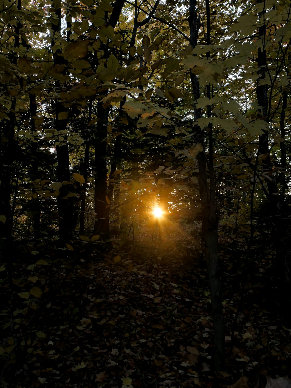 a light shining through the trees in a forest