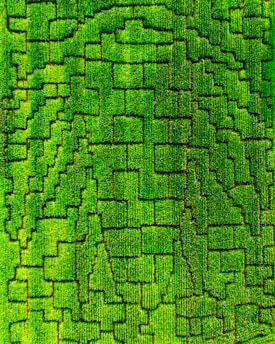 an aerial view of a green field