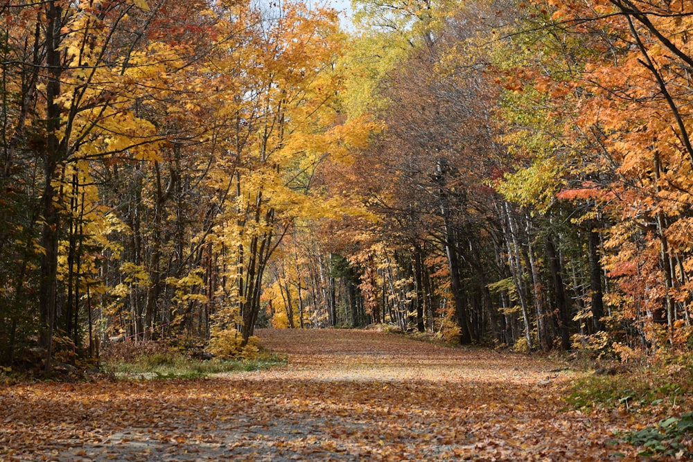 una strada sterrata circondata da molti alberi