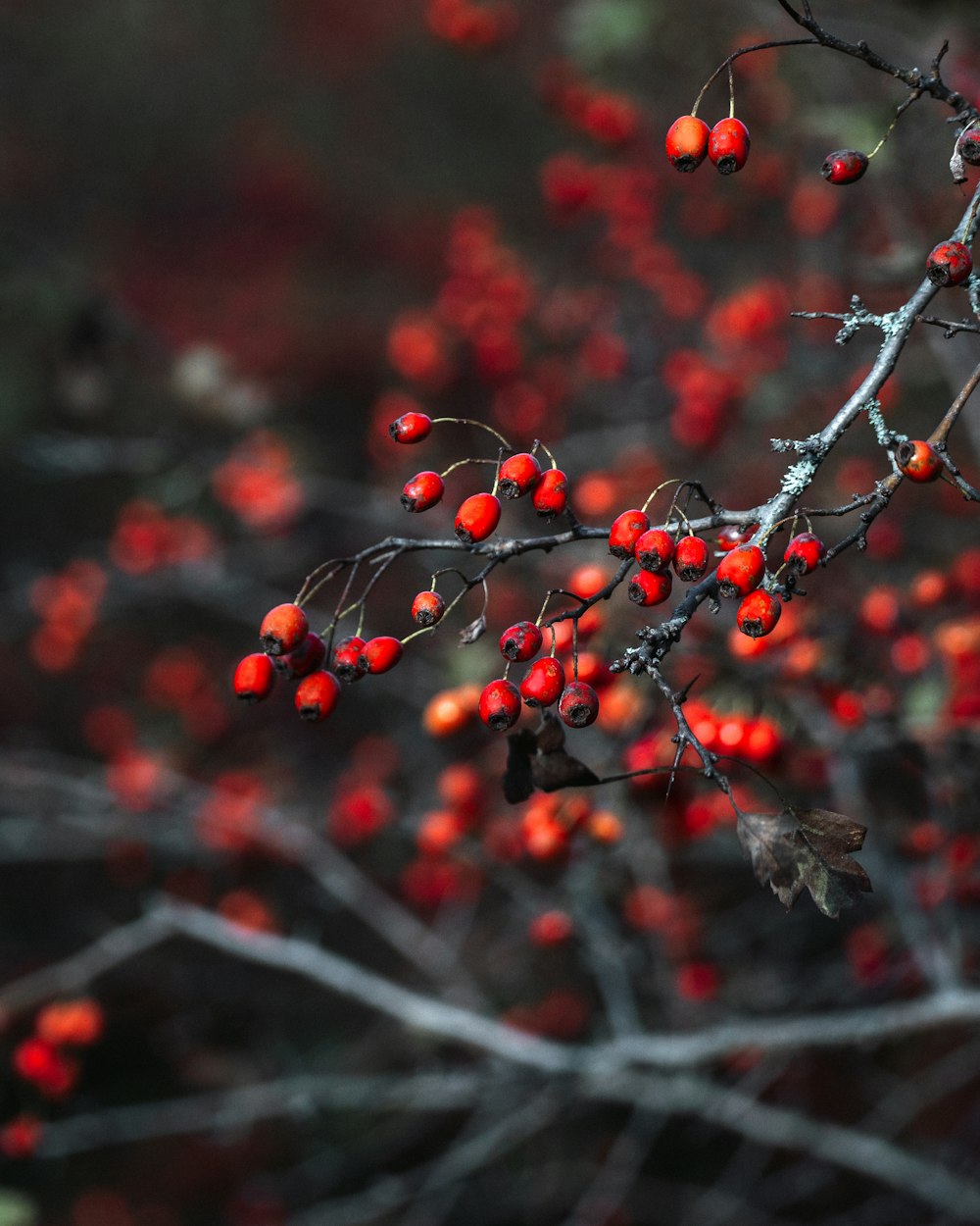 a branch with red berries on it