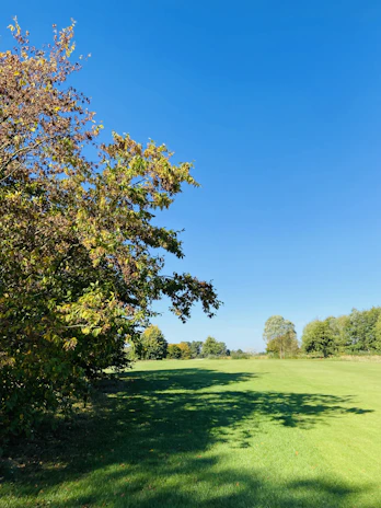A sunlit, spacious plot of land bordered by mature trees under a clear blue sky.