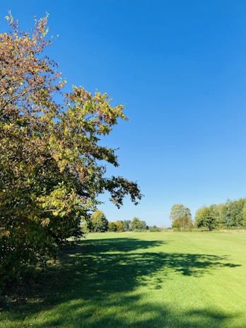 A sunlit residential plot bordered by lush greenery under a clear blue sky.