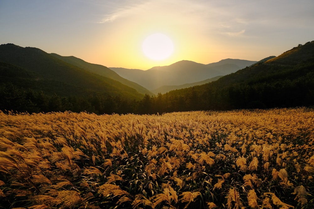 the sun is setting over a field of tall grass