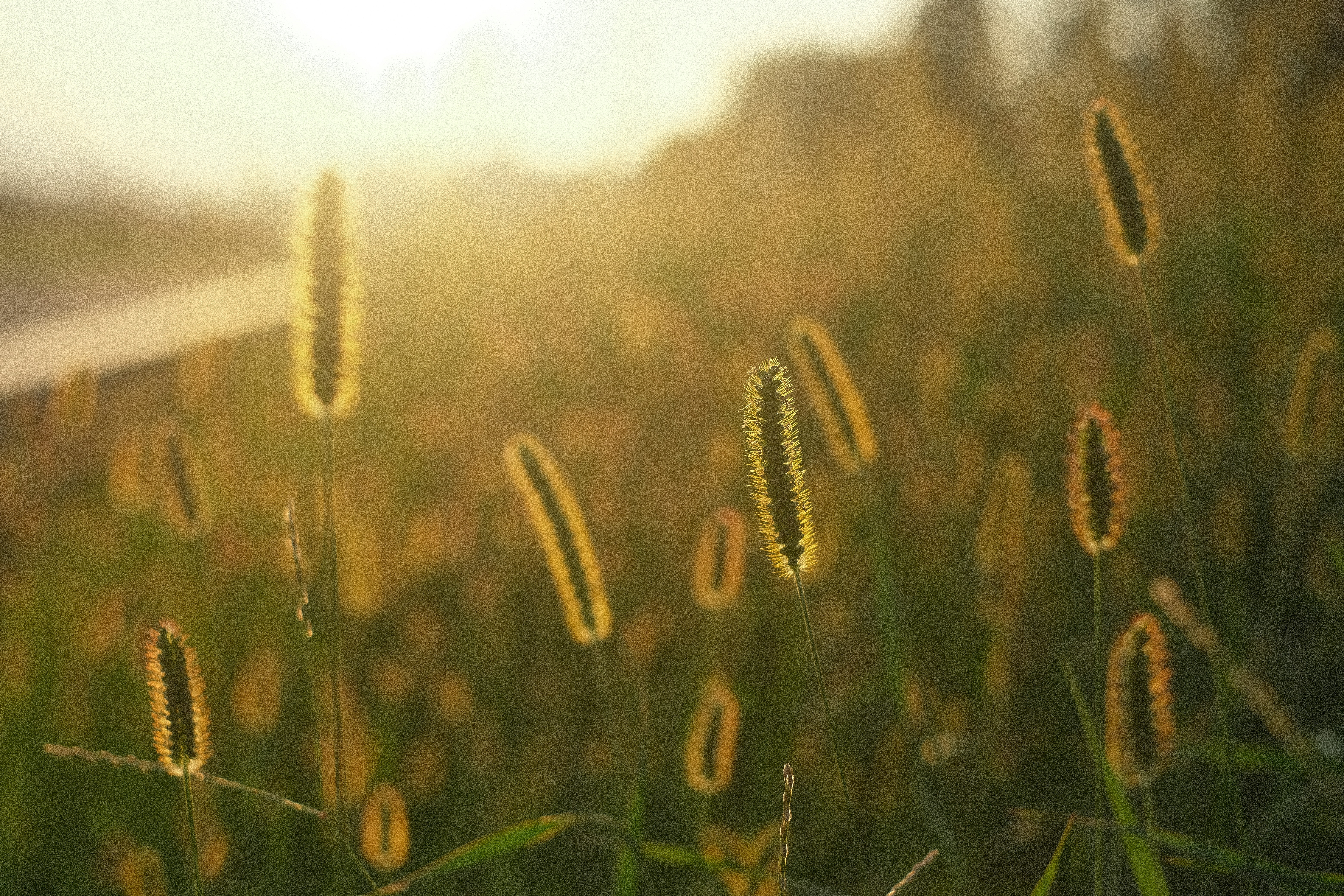 un campo di erba alta con il sole che splende sullo sfondo