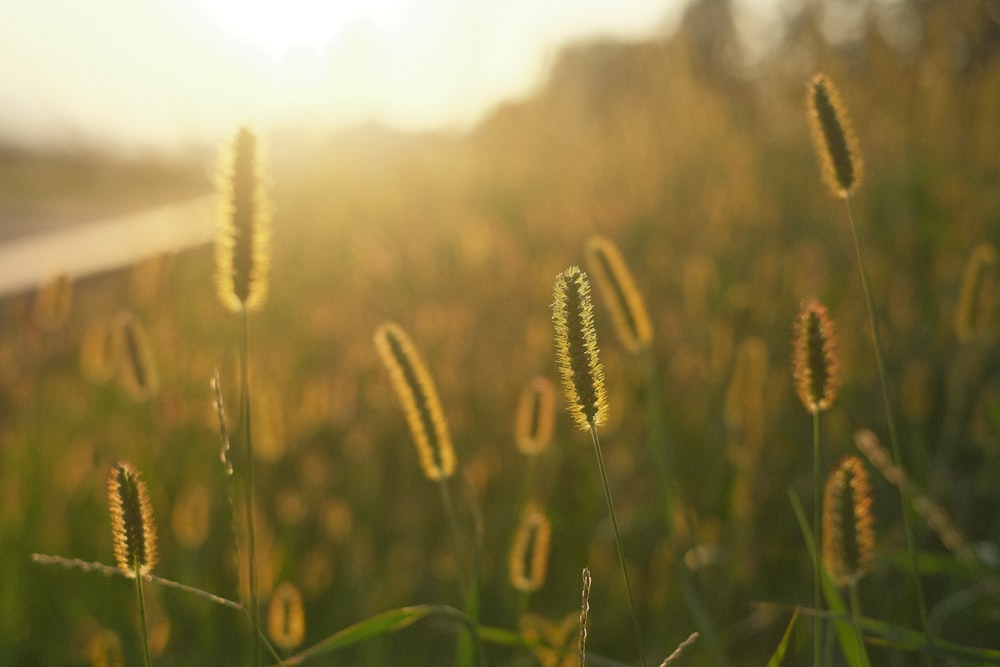 a field of tall grass with the sun shining in the background