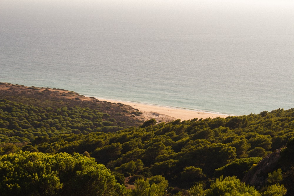 a view of the ocean from a hill