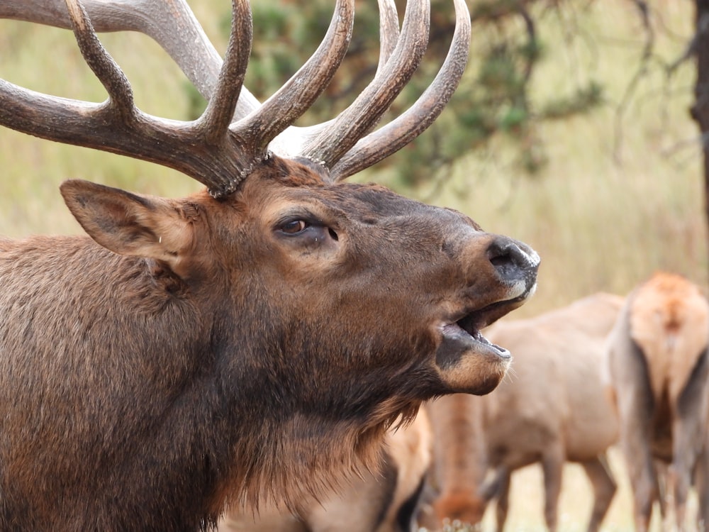 a close up of a deer with its mouth open